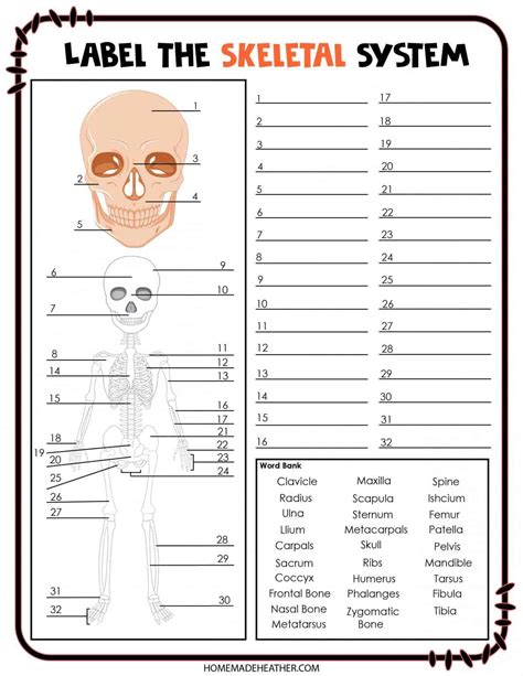 Skeletal System Activity Sheets For Kids