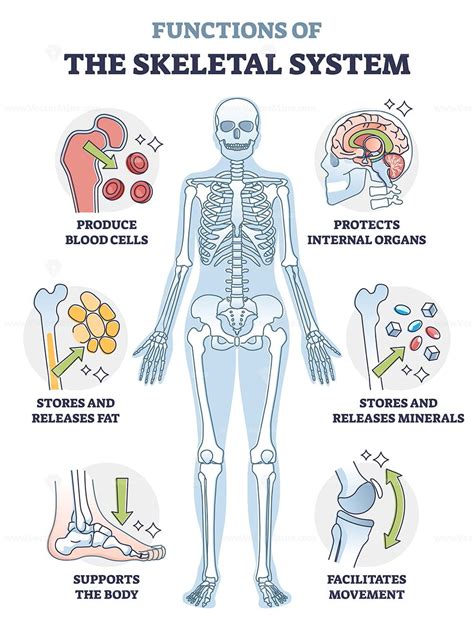 Skeletal System And Functions