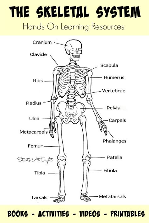 Skeletal System Diagram Bundle High School Amp College Printable Diagram Of The Skeletal System - Printable Diagram Of The Skeletal System