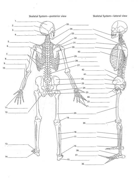 Skeletal System Fill In Blanks Osseous Tissue Amp Skeletal System Fill In The Blank - Skeletal System Fill In The Blank