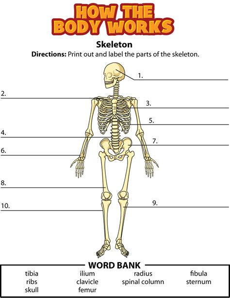 Skeletal System Lessons Worksheets And Activities Teacherplanet Com The Human Skeletal System Worksheet Answers - The Human Skeletal System Worksheet Answers