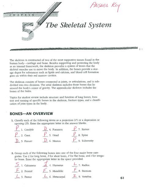 Skeletal System Packet Answer Key