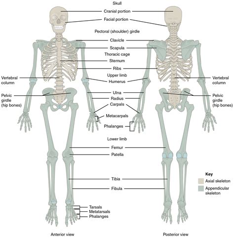 Skeletal System Parts Diagrams Photos And Function Verywell Human Body Parts Label - Human Body Parts Label