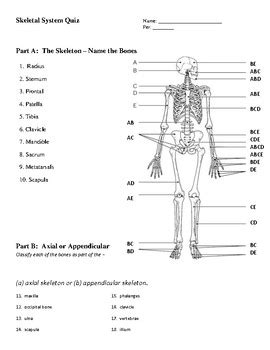 Skeletal System Practice Quiz Key