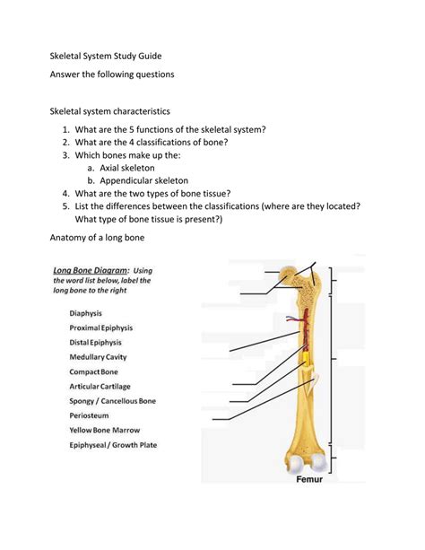 Skeletal System Study Guide Answer Key
