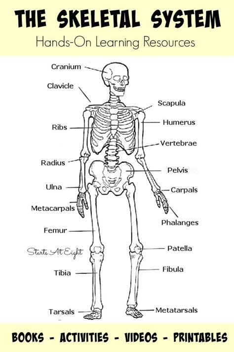 Skeletal System Teaching Resources Aurumscience Com Skeletal System Fill In The Blanks - Skeletal System Fill In The Blanks