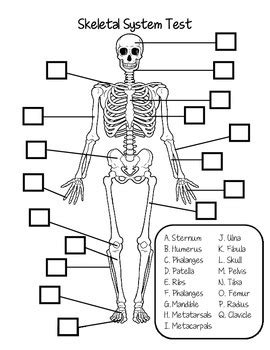 skeletal system test review answer key