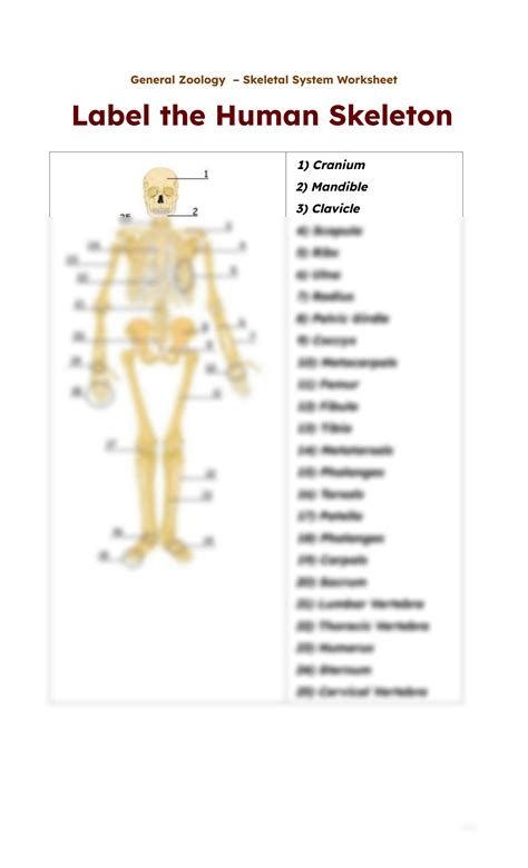 skeletal system with answers