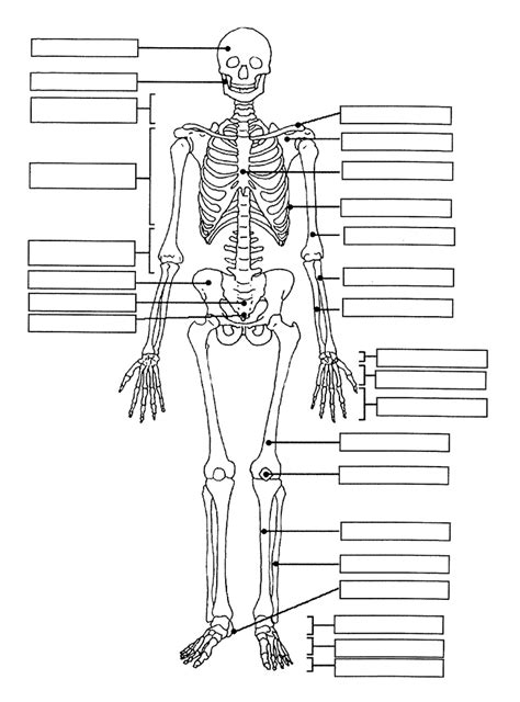 Skeletal System Worksheet Flashcards Quizlet The Human Skeletal System Worksheet Answers - The Human Skeletal System Worksheet Answers