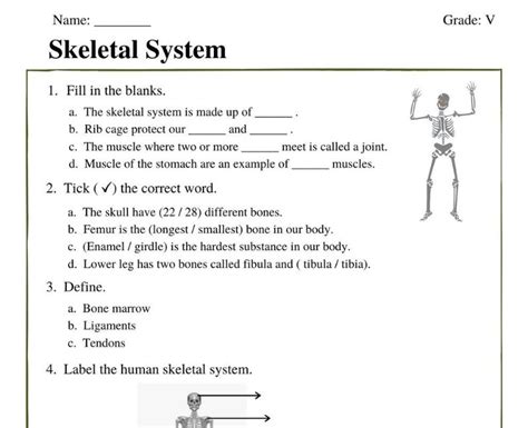 Skeletal System Worksheet Grade 5 Pdf Skeletal System Fill In The Blanks - Skeletal System Fill In The Blanks
