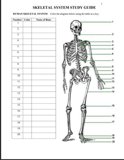 Download Skeletal System Study Guide Answers 