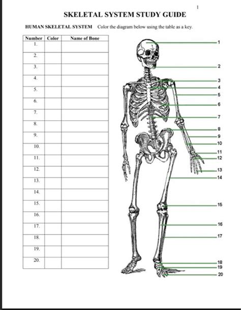 Read Skeletal System Study Guide Answers 