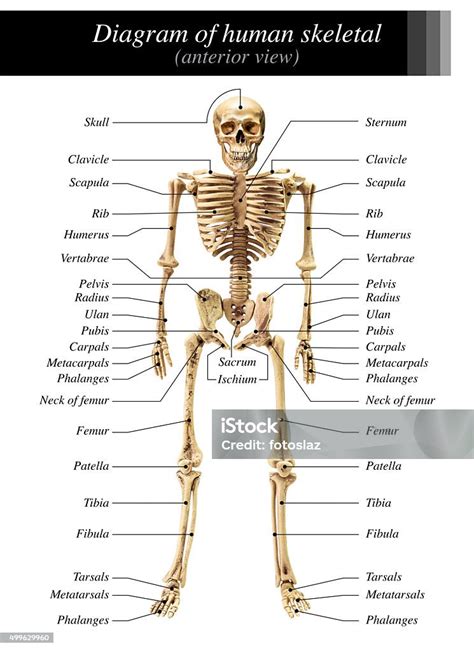 Skeleton Diagram Labeled