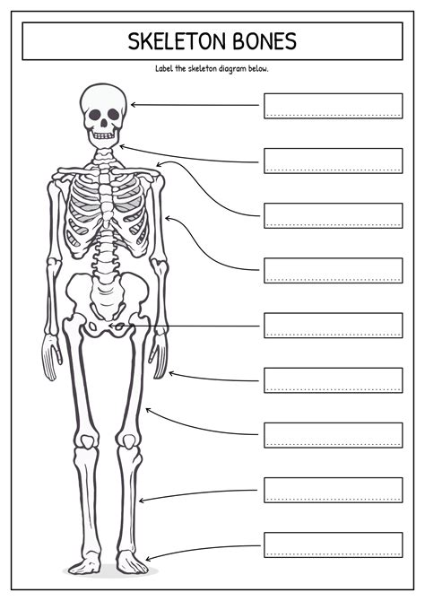 Skeleton Diagram Worksheets 99worksheets Human Skeleton Labeling Worksheet - Human Skeleton Labeling Worksheet