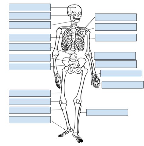 Skeleton Labeling Using Google Slides Drag And Drop Labeling Skeleton Worksheet - Labeling Skeleton Worksheet