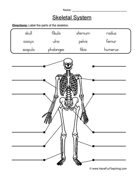 Skeleton System Worksheet   Skeletal System Worksheet For Middle School Free Printable - Skeleton System Worksheet