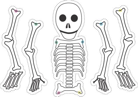 Skeleton Worksheets For Kindergarten   18 Skeleton Printables For Kids Learning And Decorating - Skeleton Worksheets For Kindergarten