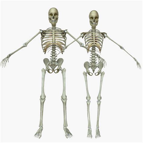 skeleton-4