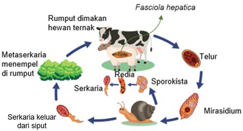 skema daur hidup fasciola hepatica
