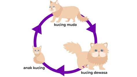 skema siklus hidup kucing