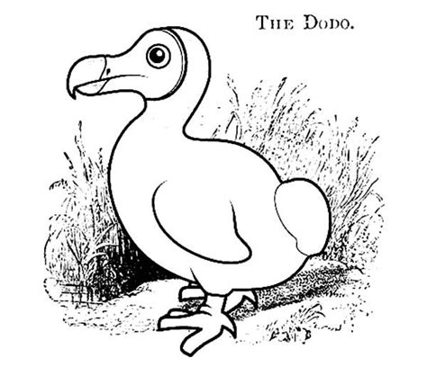 Sketch Of Dodo Bird Coloring Pages Netart Dodo Bird Coloring Pages - Dodo Bird Coloring Pages