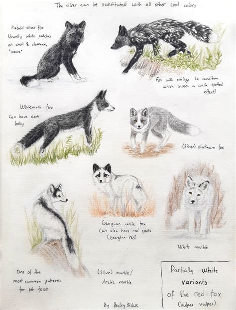 Sketchpage Partially White Red Fox Variants By Beckykidus Red Fox Coloring Page - Red Fox Coloring Page