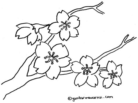 sketsa bunga sakura