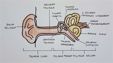 sketsa gambar telinga dan bagiannya