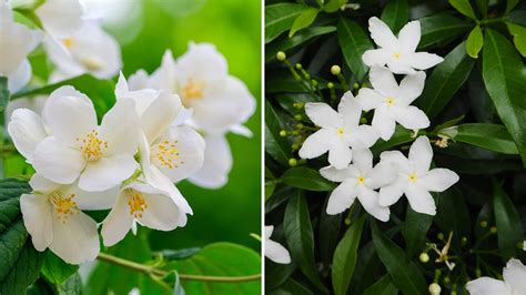 skillnad jasmin schersmin