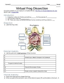 Skills Practice Lab Frog Dissection Answers