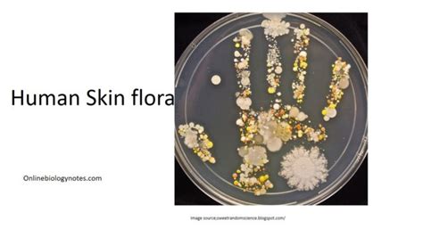 skin flora