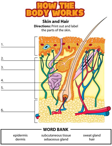 Skin Labeling Worksheet The Skin Integumentary System Worksheet Answers - The Skin Integumentary System Worksheet Answers