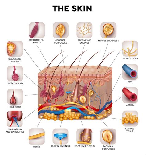 Skin Science   Physiology Of The Skin Sciencedirect - Skin Science
