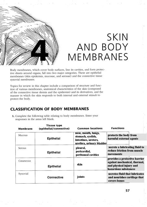 Download Skin And Body Membranes Study Guide 