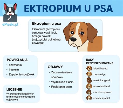 Skręt żołądka U Psa
