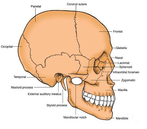 Skull Anatomy Sciencedirect Skull Science - Skull Science