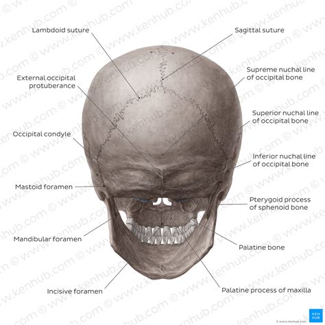 Skull Anatomy Structure Bones Quizzes Kenhub Skull Science - Skull Science