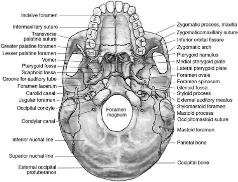Skull Base And Related Structures Atlas Of Clinic