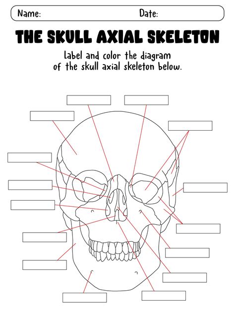 Skull Labeling Worksheet