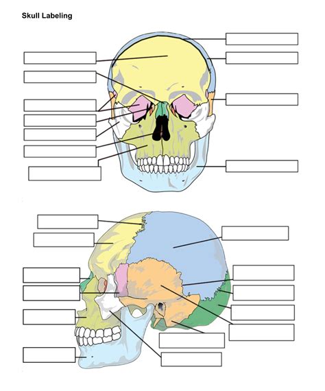Skull Labeling Worksheet Human Skeleton Labeling Worksheet - Human Skeleton Labeling Worksheet