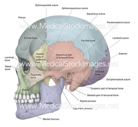 Skull Lateral View