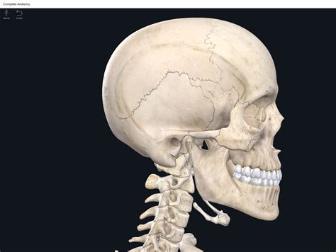 Skull Wikipedia Skull Science - Skull Science