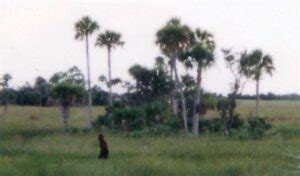 skunk monkey florida