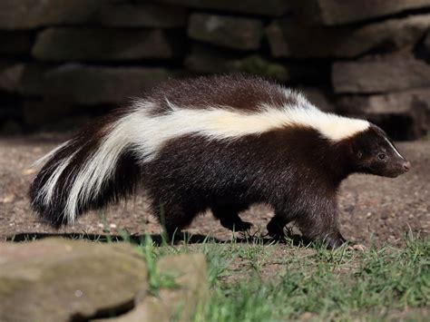 skunk pet uk