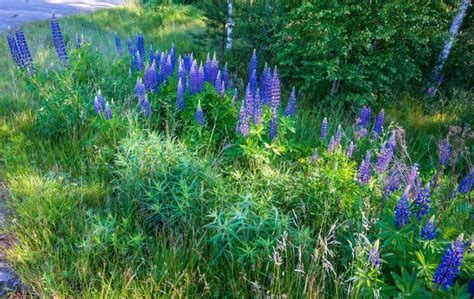 sky lupine when to plant