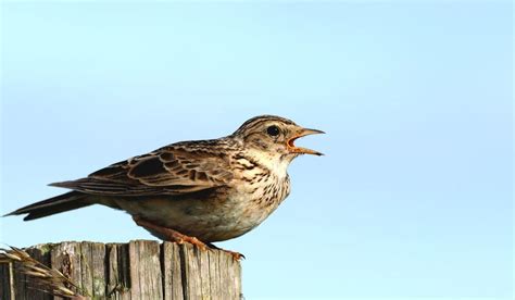 Skylark