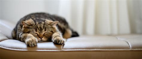 slaaphouding analyse kat