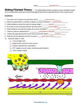 Sliding Filament Theory Worksheet Answers   Working The Web For Education Tom March - Sliding Filament Theory Worksheet Answers