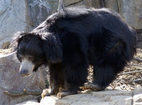 sloth bear | Sloth Bear Pinterest Menarik Terbaru
