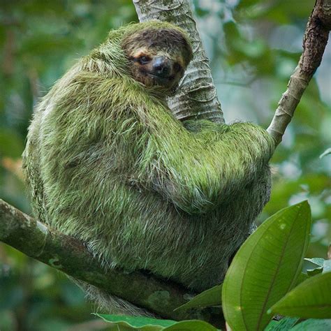 Sloth Bear Algae